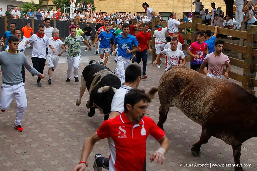 Fiestas de Tudela &rsquo;19, d&iacute;a 26 - Encierro y vacas en la plaza 16