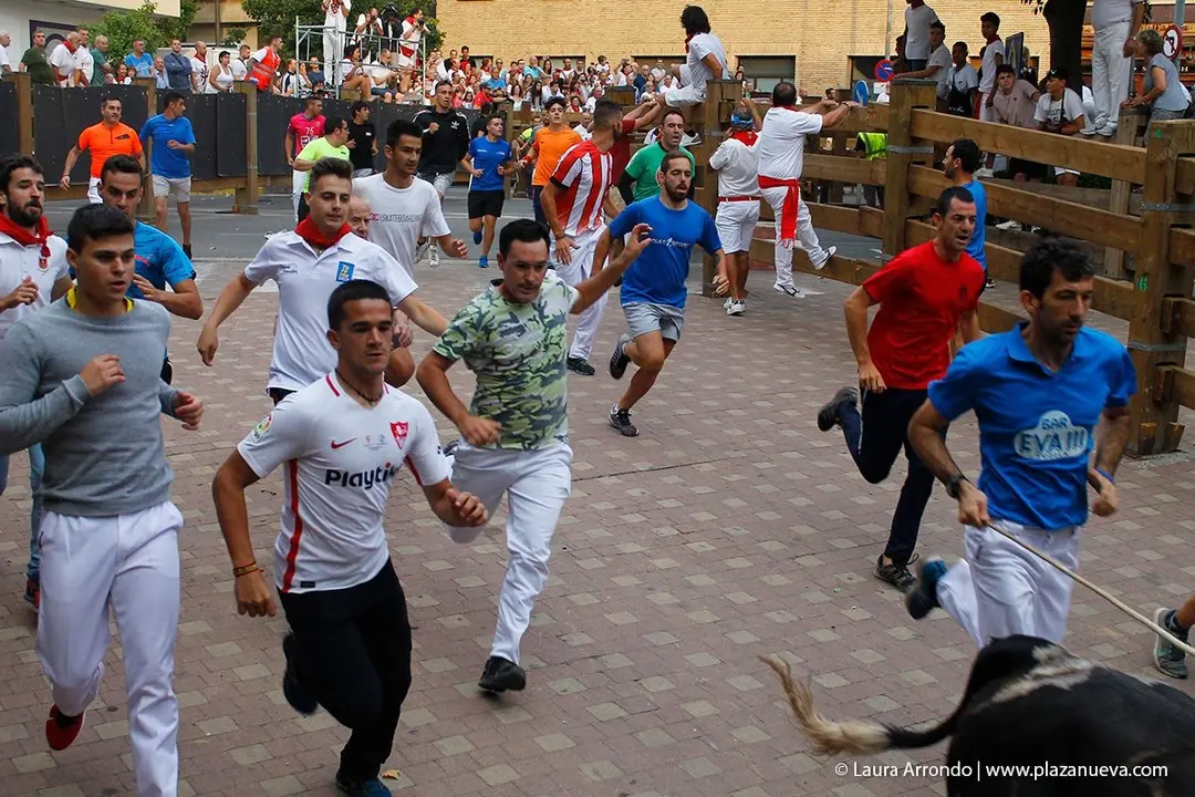 Fiestas de Tudela &rsquo;19, d&iacute;a 26 - Encierro y vacas en la plaza 17