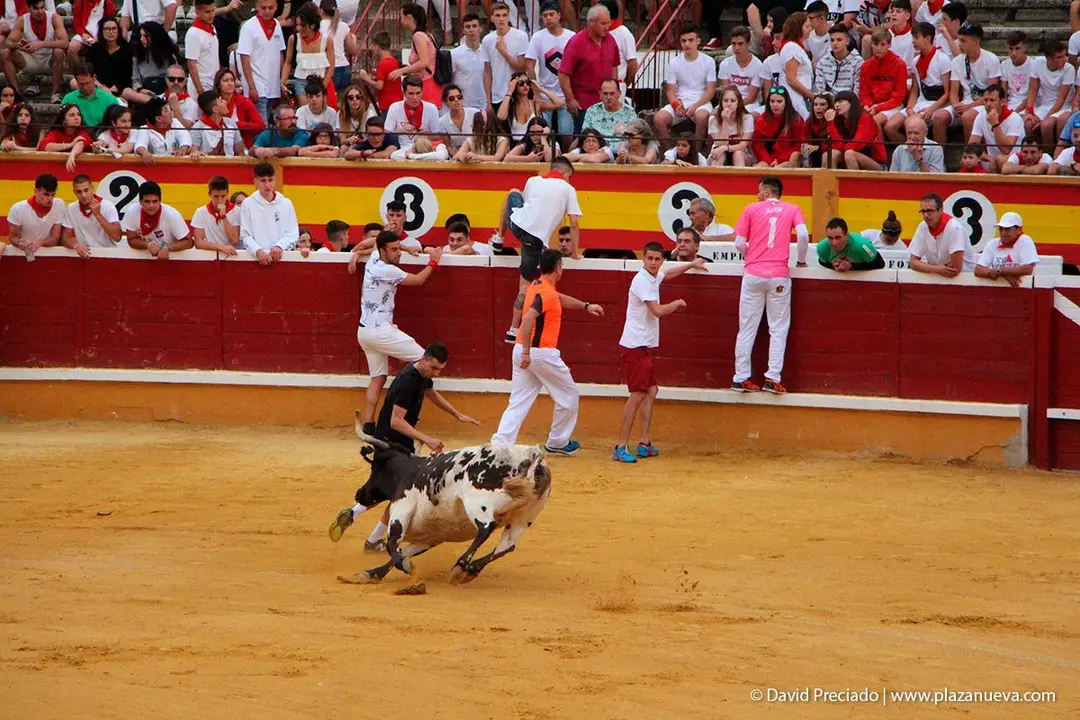 Fiestas de Tudela &rsquo;19, d&iacute;a 26 - Encierro y vacas en la plaza 19