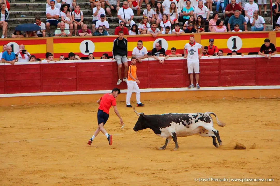 Fiestas de Tudela &rsquo;19, d&iacute;a 26 - Encierro y vacas en la plaza 20