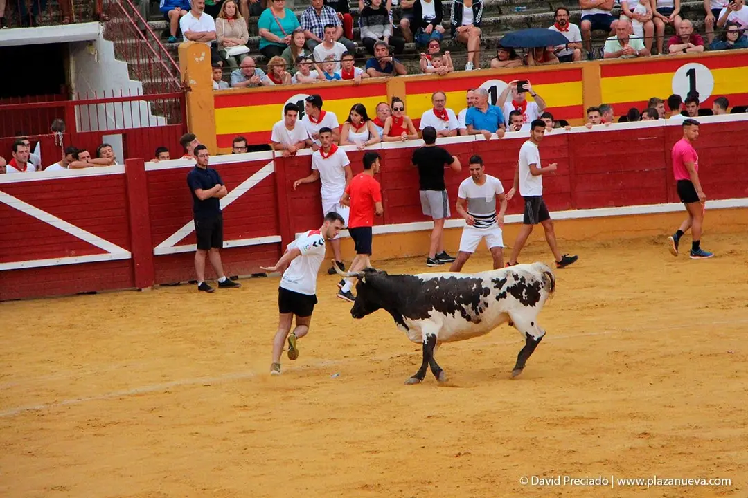 Fiestas de Tudela &rsquo;19, d&iacute;a 26 - Encierro y vacas en la plaza 21