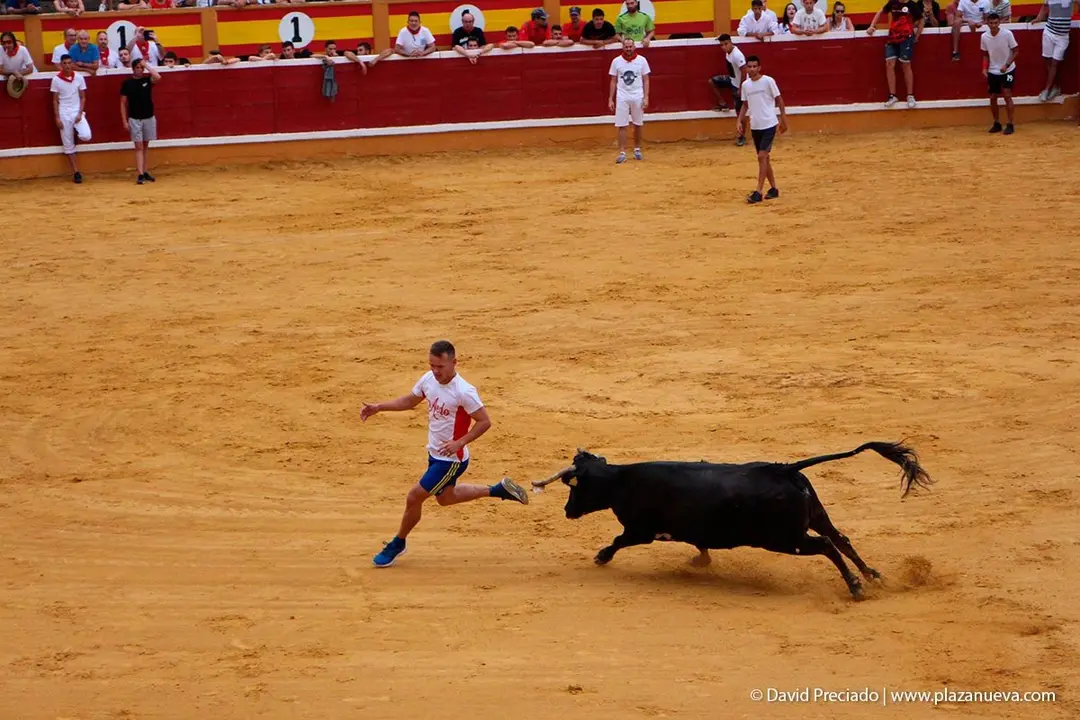 Fiestas de Tudela &rsquo;19, d&iacute;a 26 - Encierro y vacas en la plaza 22