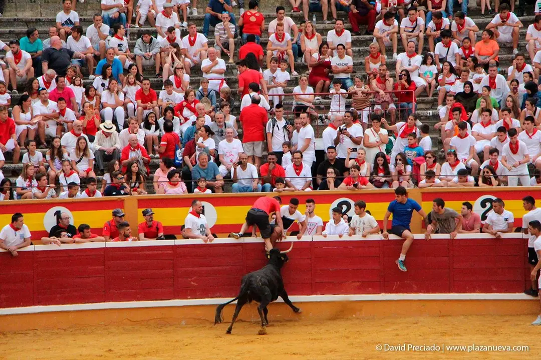 Fiestas de Tudela &rsquo;19, d&iacute;a 26 - Encierro y vacas en la plaza 23