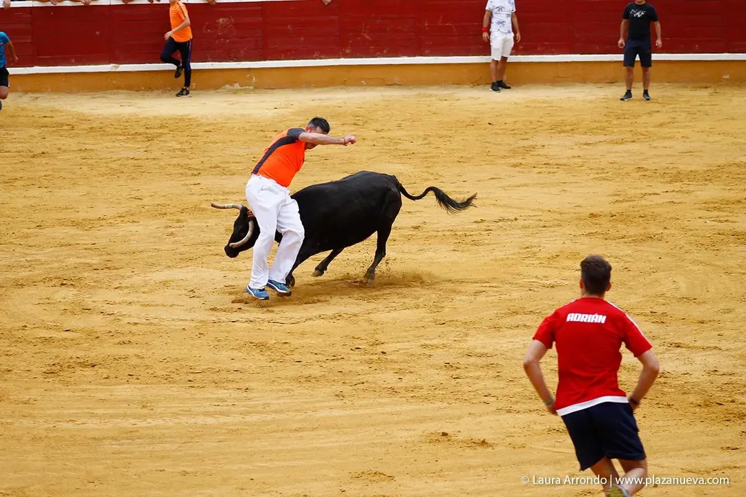 Fiestas de Tudela &rsquo;19, d&iacute;a 26 - Encierro y vacas en la plaza 24