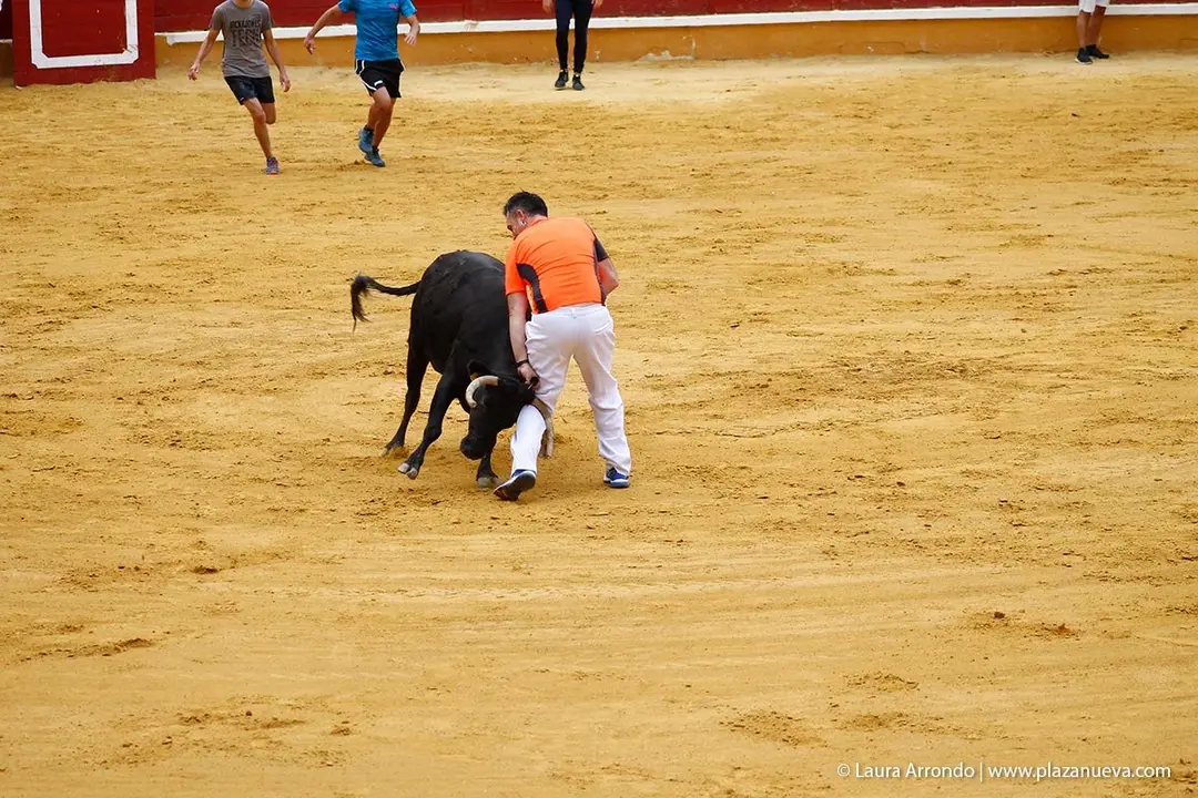 Fiestas de Tudela &rsquo;19, d&iacute;a 26 - Encierro y vacas en la plaza 25