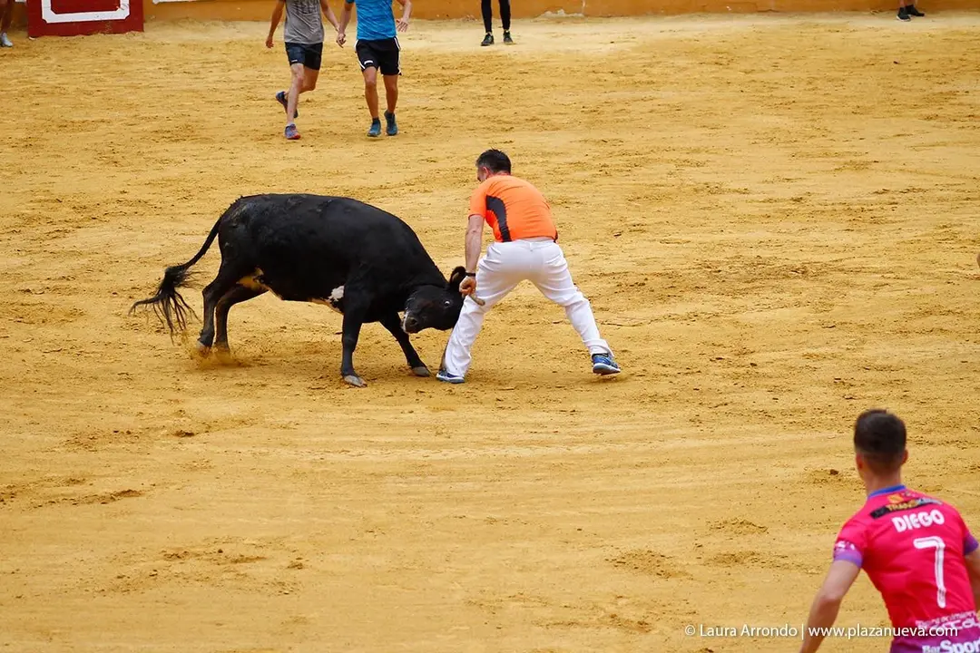 Fiestas de Tudela &rsquo;19, d&iacute;a 26 - Encierro y vacas en la plaza 26