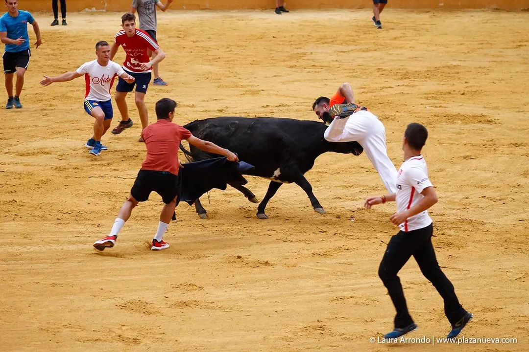 Fiestas de Tudela &rsquo;19, d&iacute;a 26 - Encierro y vacas en la plaza 27