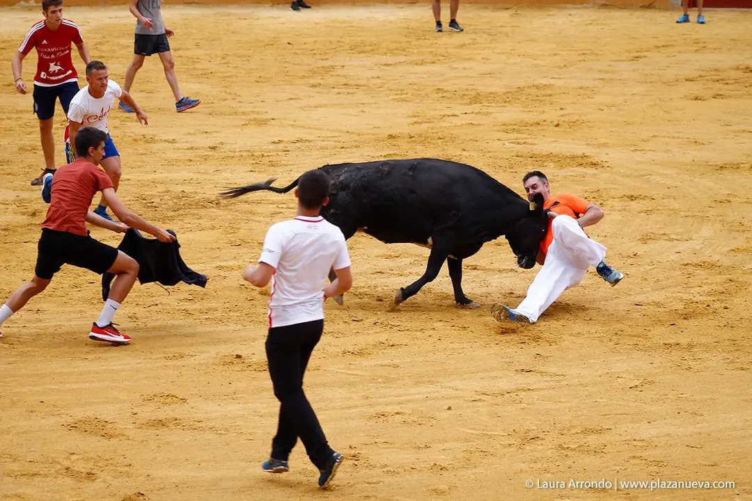 Fiestas de Tudela &rsquo;19, d&iacute;a 26 - Encierro y vacas en la plaza 28