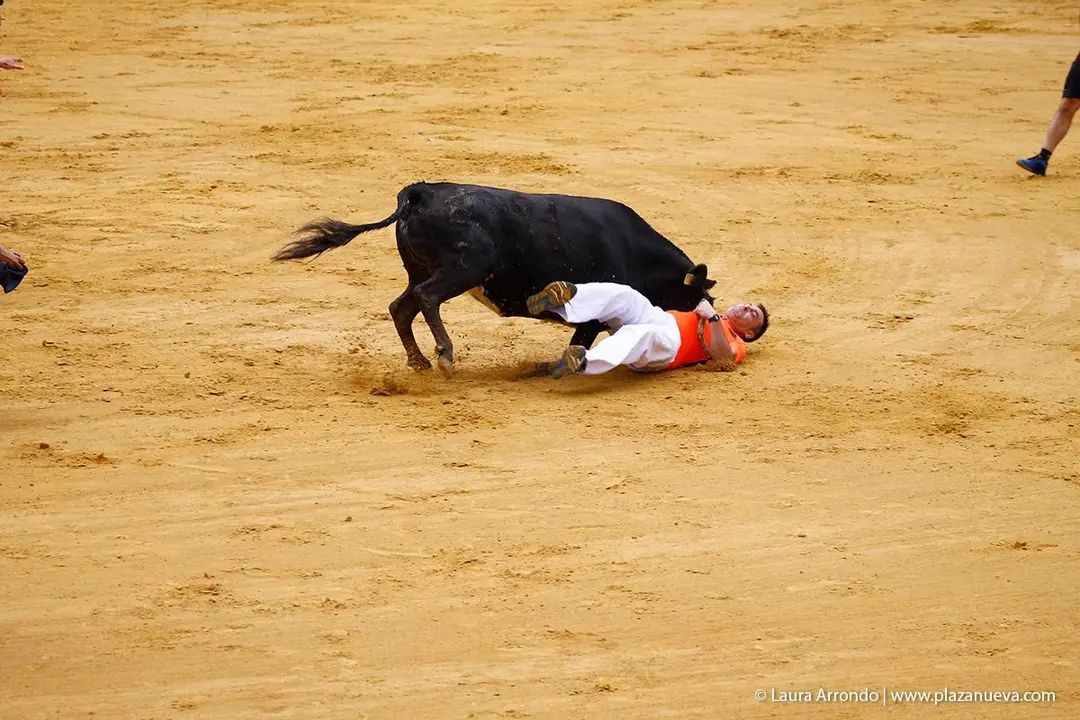 Fiestas de Tudela &rsquo;19, d&iacute;a 26 - Encierro y vacas en la plaza 29