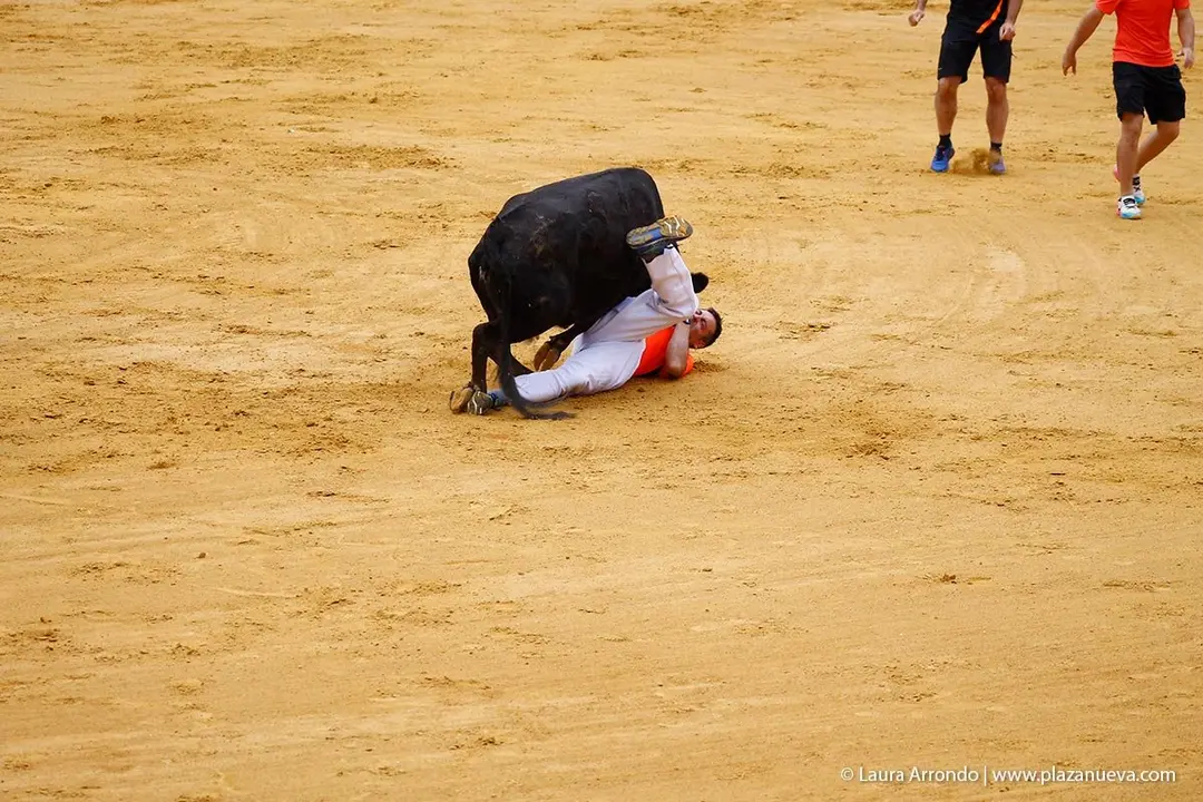 Fiestas de Tudela &rsquo;19, d&iacute;a 26 - Encierro y vacas en la plaza 30