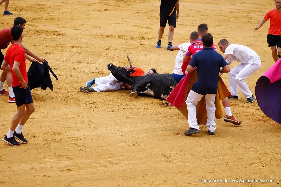 Fiestas de Tudela &rsquo;19, d&iacute;a 26 - Encierro y vacas en la plaza 32