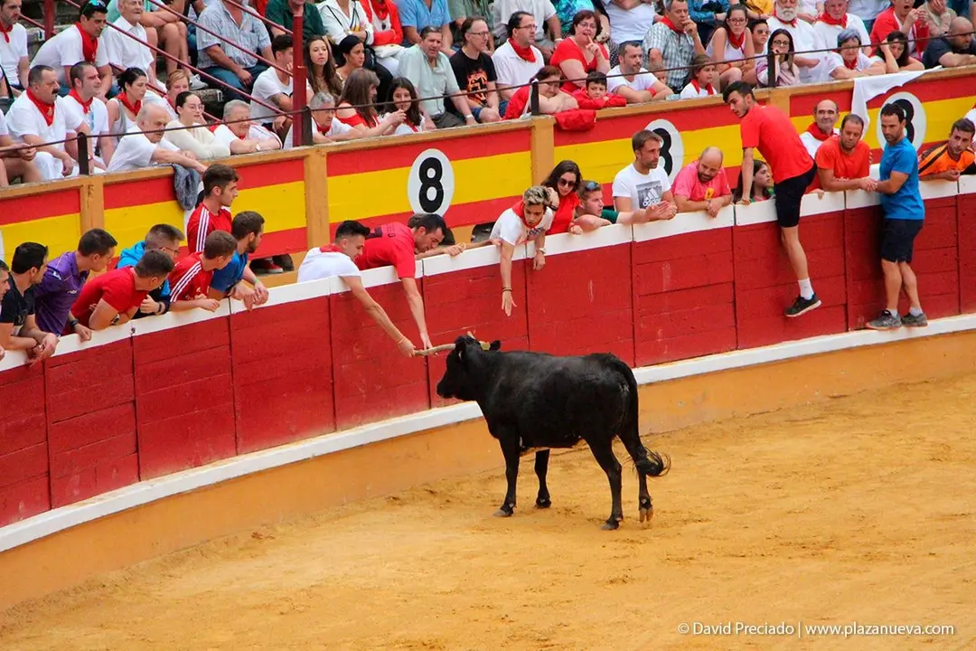 Fiestas de Tudela &rsquo;19, d&iacute;a 26 - Encierro y vacas en la plaza 33