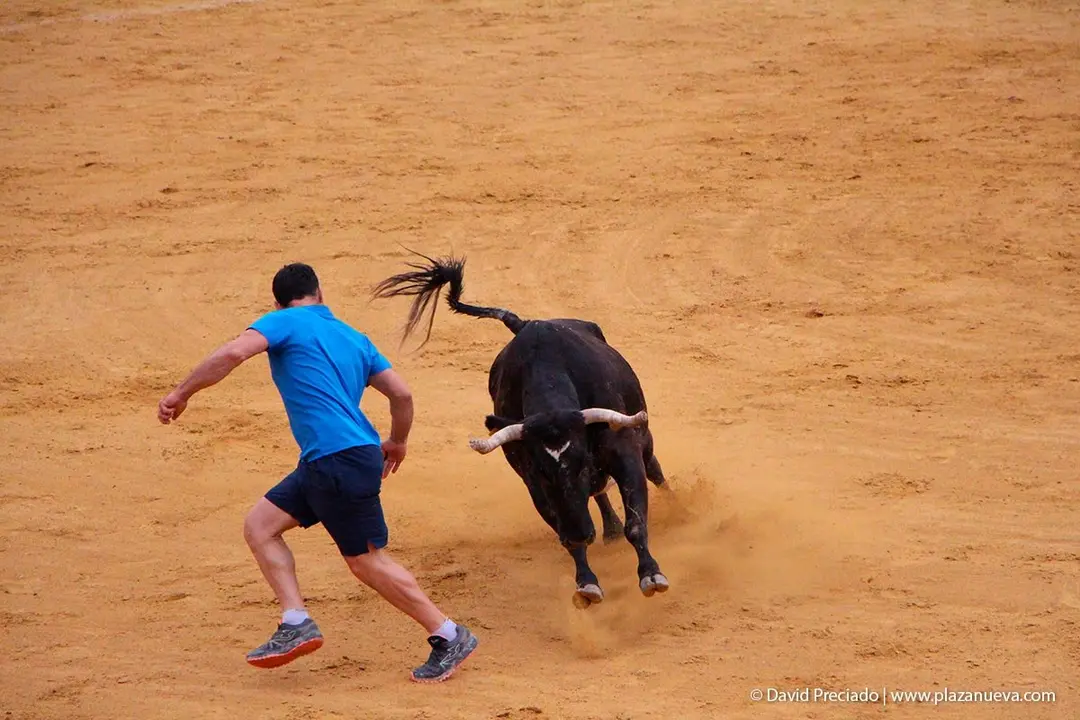 Fiestas de Tudela &rsquo;19, d&iacute;a 26 - Encierro y vacas en la plaza 34