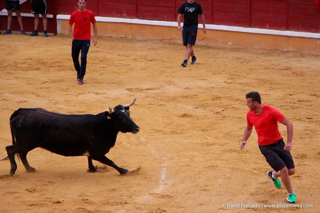 Fiestas de Tudela &rsquo;19, d&iacute;a 26 - Encierro y vacas en la plaza 35