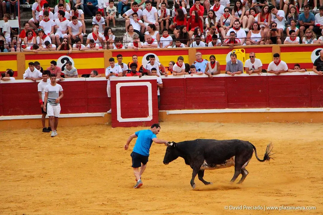 Fiestas de Tudela &rsquo;19, d&iacute;a 26 - Encierro y vacas en la plaza 36