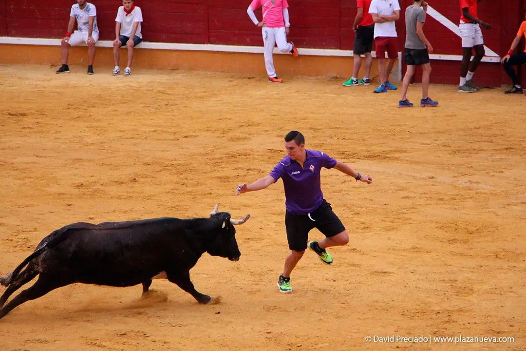 Fiestas de Tudela &rsquo;19, d&iacute;a 26 - Encierro y vacas en la plaza 38