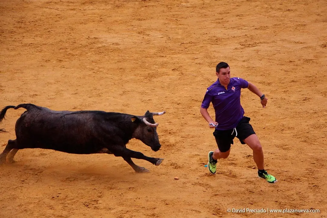 Fiestas de Tudela &rsquo;19, d&iacute;a 26 - Encierro y vacas en la plaza 41