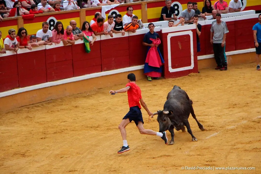 Fiestas de Tudela &rsquo;19, d&iacute;a 26 - Encierro y vacas en la plaza 42