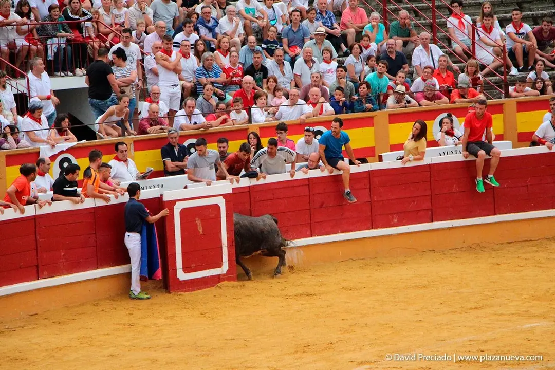 Fiestas de Tudela &rsquo;19, d&iacute;a 26 - Encierro y vacas en la plaza 43