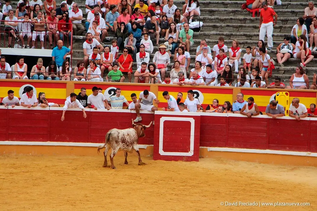 Fiestas de Tudela &rsquo;19, d&iacute;a 26 - Encierro y vacas en la plaza 44