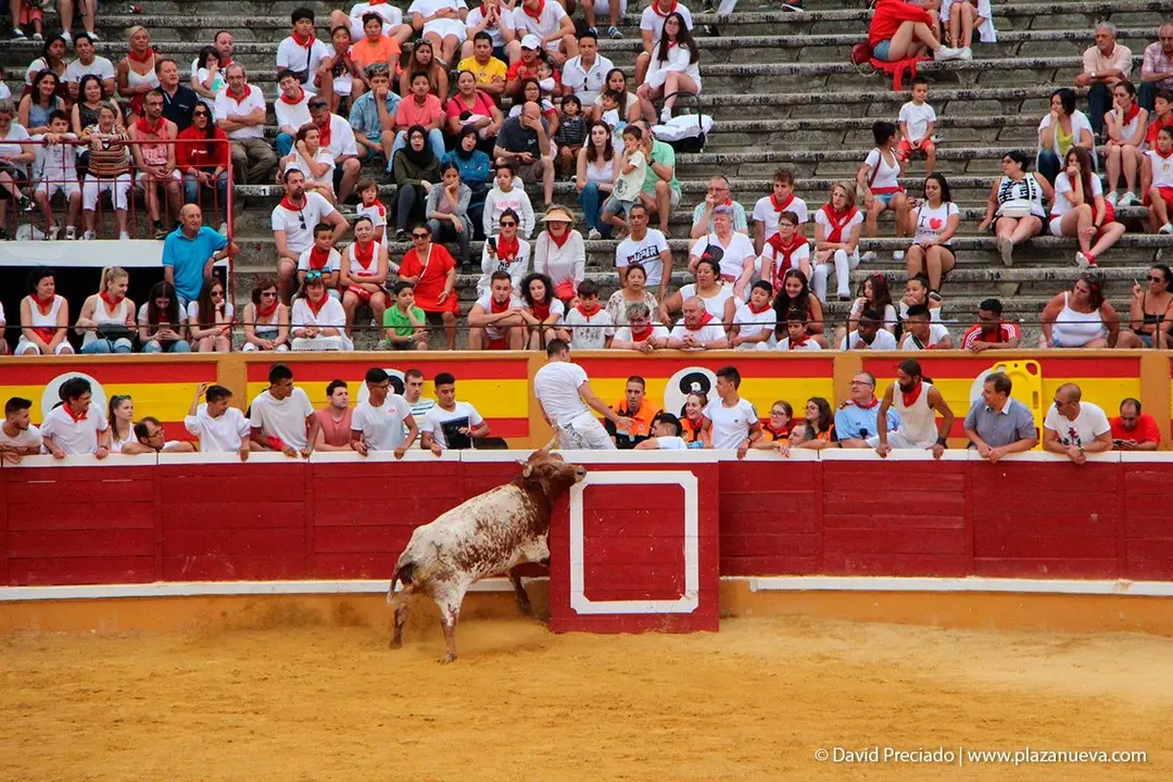 Fiestas de Tudela &rsquo;19, d&iacute;a 26 - Encierro y vacas en la plaza 45