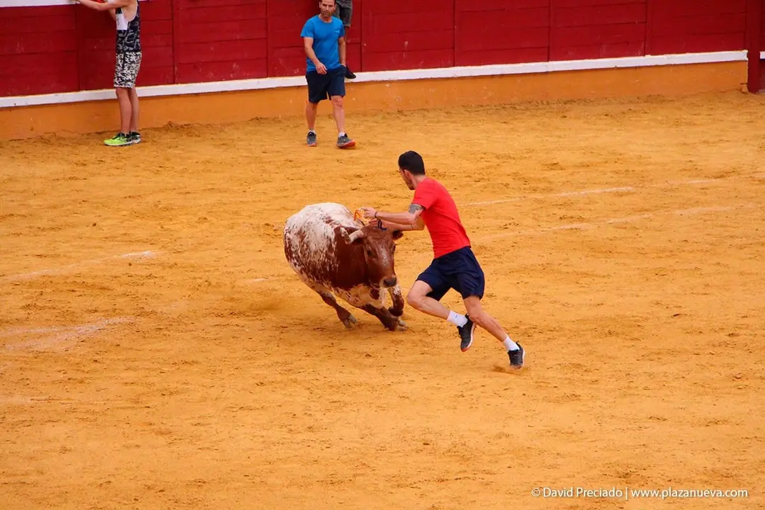 Fiestas de Tudela &rsquo;19, d&iacute;a 26 - Encierro y vacas en la plaza 46