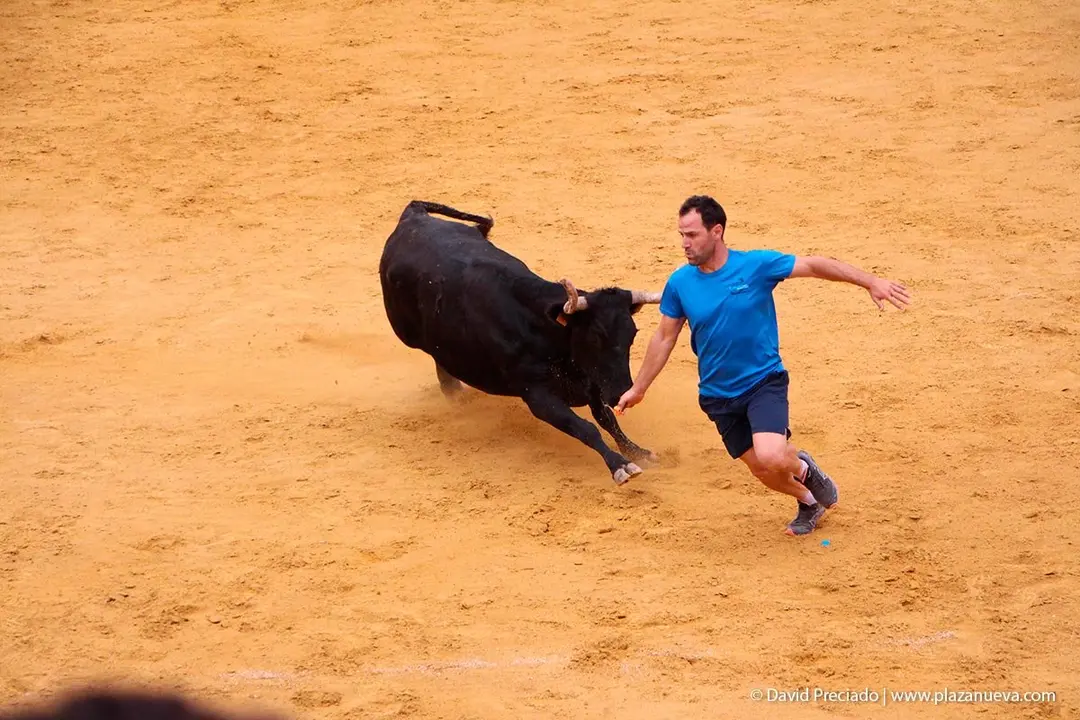 Fiestas de Tudela &rsquo;19, d&iacute;a 26 - Encierro y vacas en la plaza 49