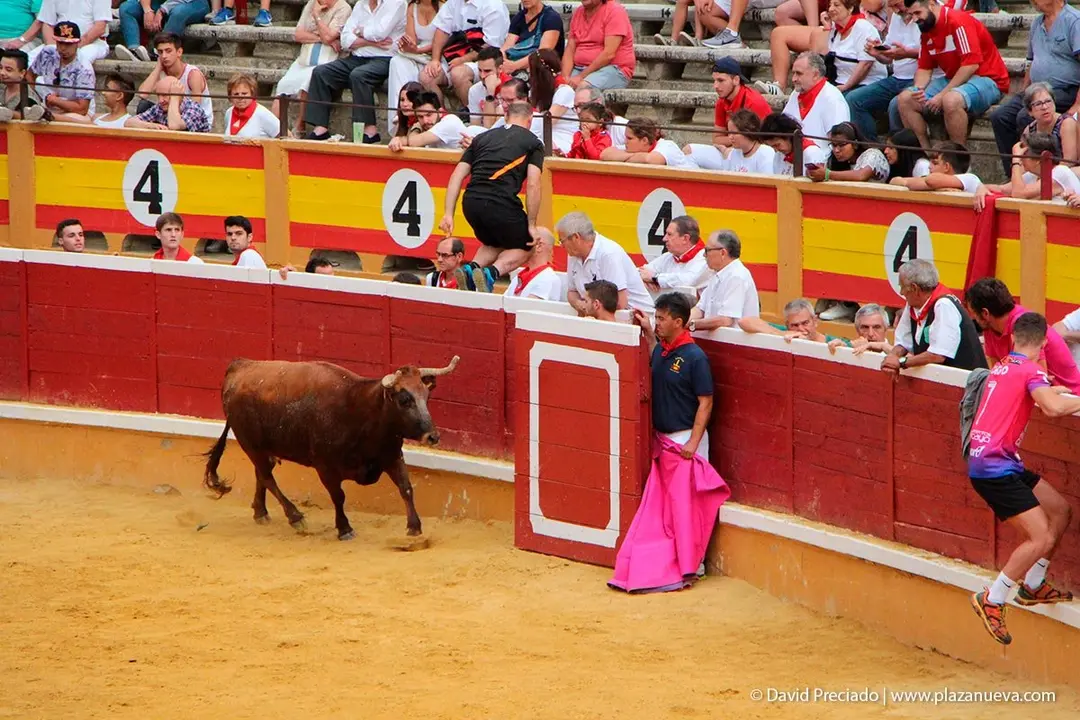 Fiestas de Tudela &rsquo;19, d&iacute;a 26 - Encierro y vacas en la plaza 50