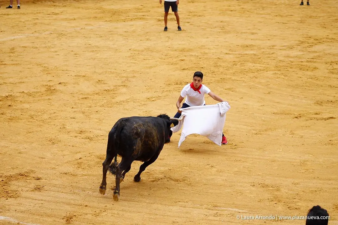 Fiestas de Tudela &rsquo;19, d&iacute;a 26 - Encierro y vacas en la plaza 51