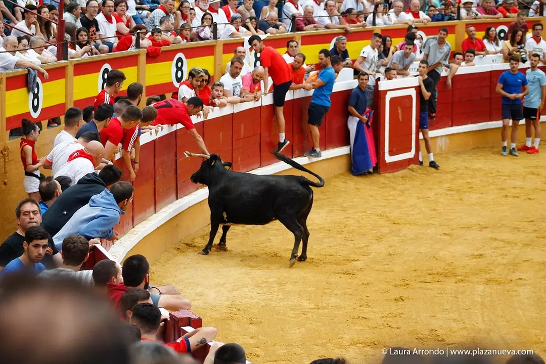 Fiestas de Tudela &rsquo;19, d&iacute;a 26 - Encierro y vacas en la plaza 52