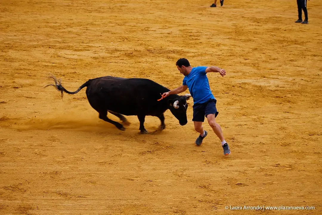 Fiestas de Tudela &rsquo;19, d&iacute;a 26 - Encierro y vacas en la plaza 60