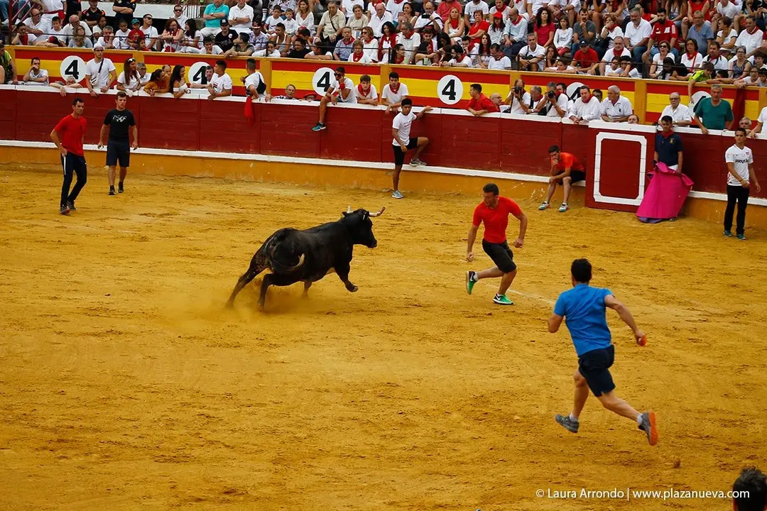 Fiestas de Tudela &rsquo;19, d&iacute;a 26 - Encierro y vacas en la plaza 61