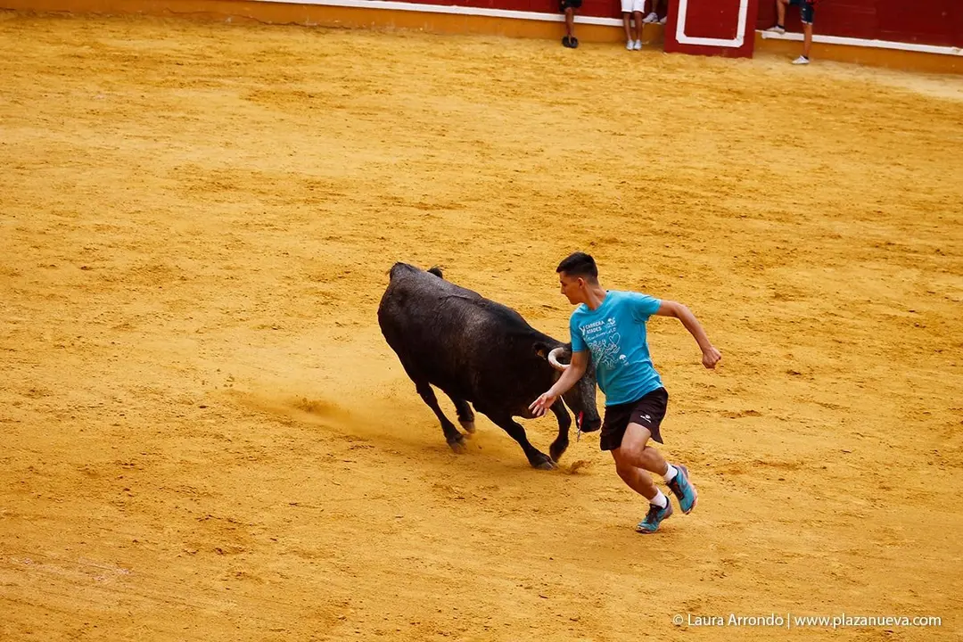 Fiestas de Tudela &rsquo;19, d&iacute;a 26 - Encierro y vacas en la plaza 65