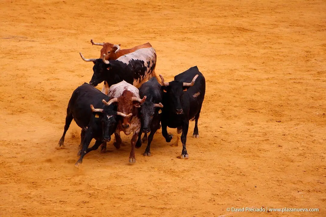 Fiestas de Tudela &rsquo;19, d&iacute;a 26 - Encierro y vacas en la plaza 66