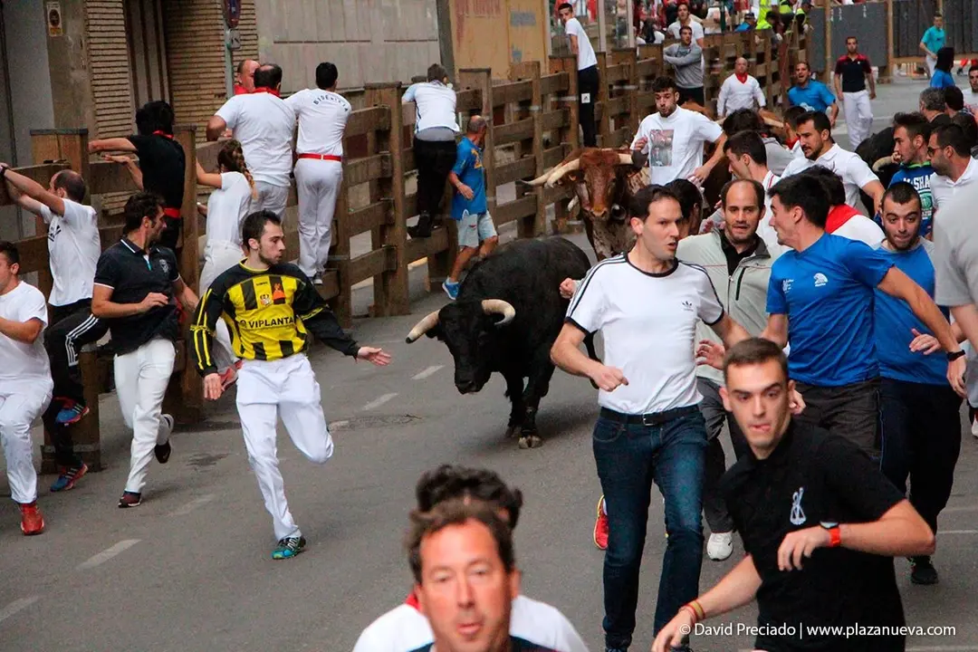 Fiestas de Tudela &rsquo;19, d&iacute;a 27 - Encierro y vacas en la plaza 5