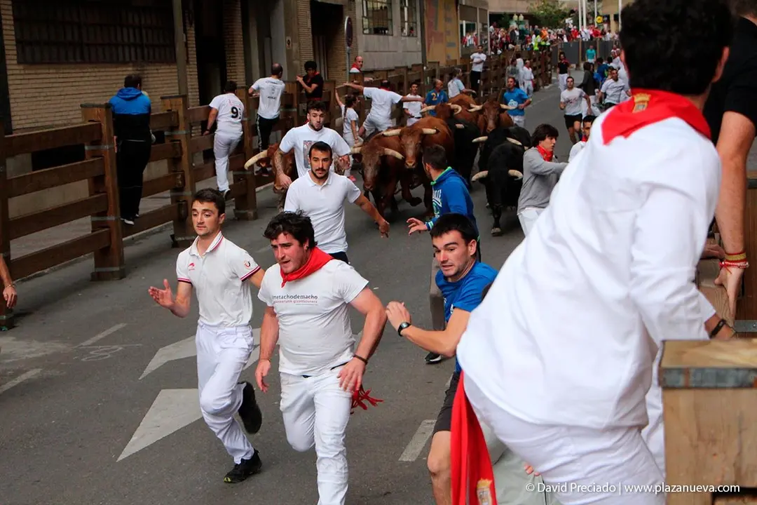 Fiestas de Tudela &rsquo;19, d&iacute;a 27 - Encierro y vacas en la plaza 6
