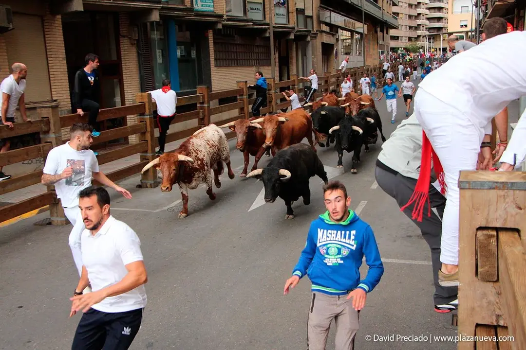 Fiestas de Tudela &rsquo;19, d&iacute;a 27 - Encierro y vacas en la plaza 7