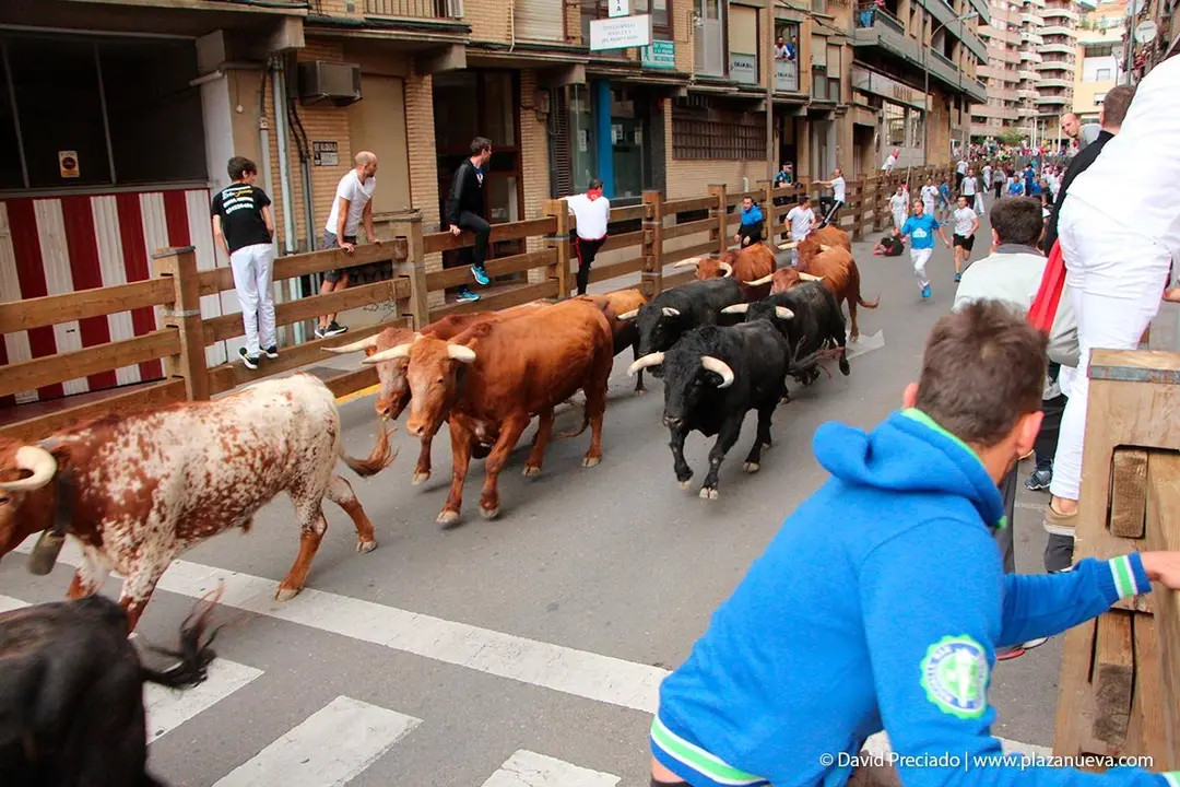 Fiestas de Tudela &rsquo;19, d&iacute;a 27 - Encierro y vacas en la plaza 12
