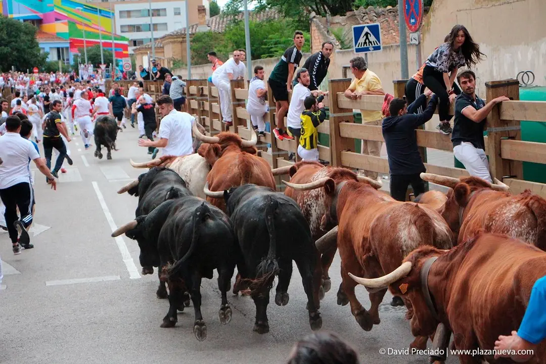 Fiestas de Tudela &rsquo;19, d&iacute;a 27 - Encierro y vacas en la plaza 13
