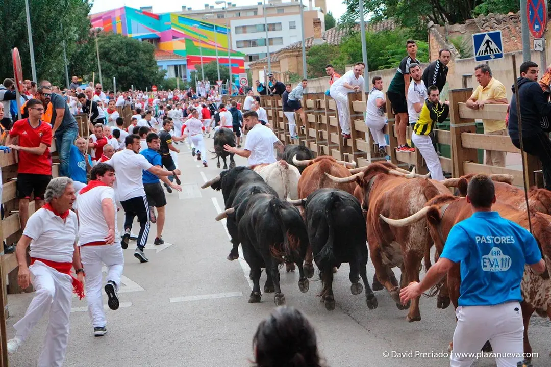 Fiestas de Tudela &rsquo;19, d&iacute;a 27 - Encierro y vacas en la plaza 14