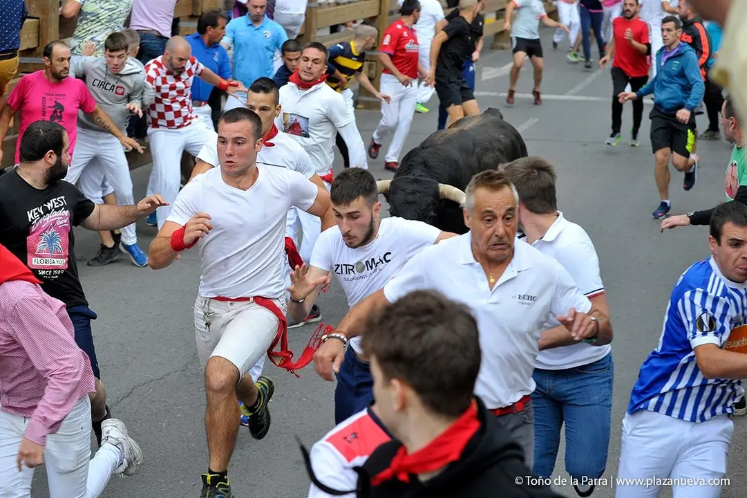 Fiestas de Tudela &rsquo;19, d&iacute;a 27 - Encierro y vacas en la plaza 17