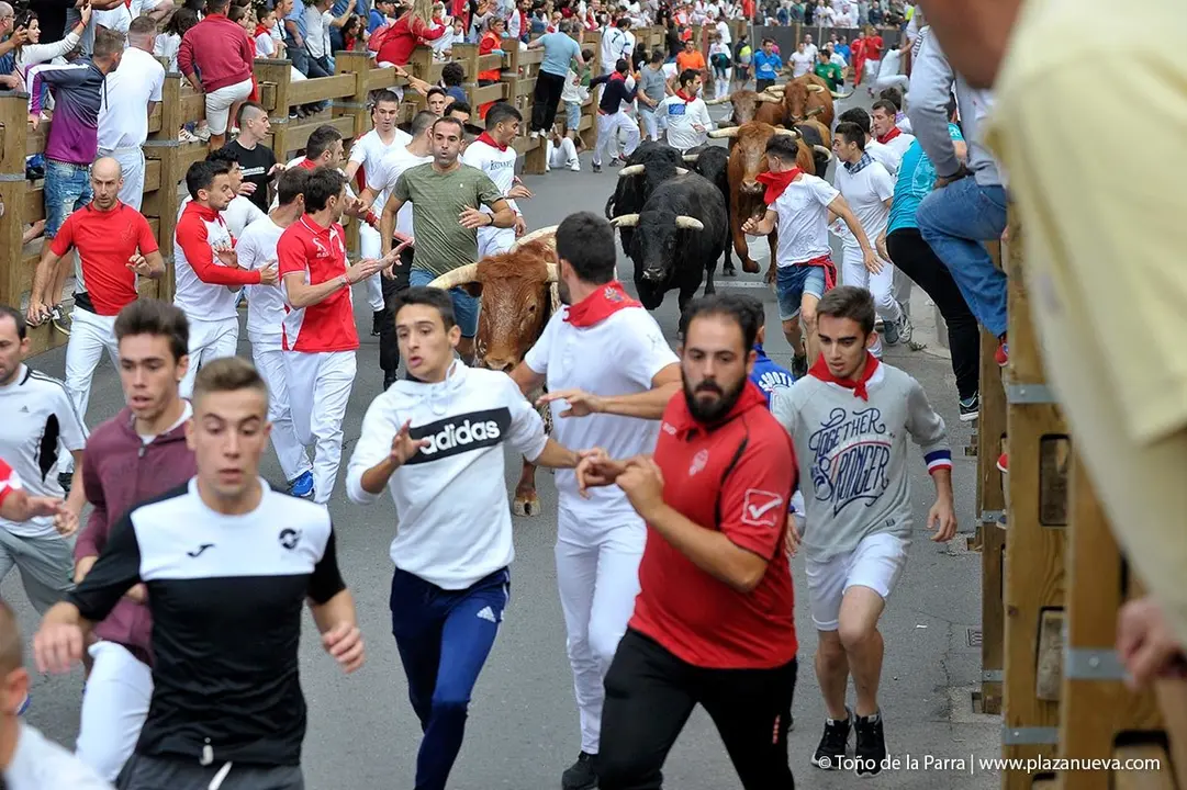 Fiestas de Tudela &rsquo;19, d&iacute;a 27 - Encierro y vacas en la plaza 19