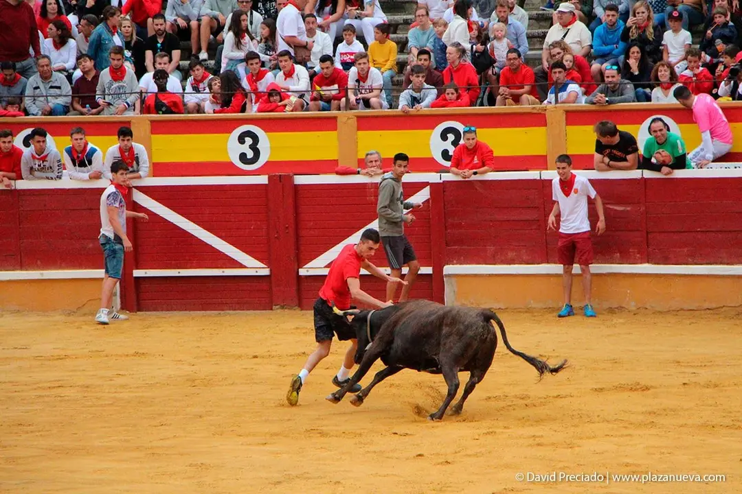 Fiestas de Tudela &rsquo;19, d&iacute;a 27 - Encierro y vacas en la plaza 20