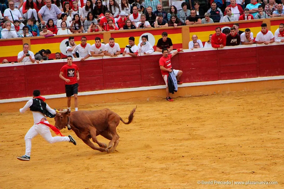 Fiestas de Tudela &rsquo;19, d&iacute;a 27 - Encierro y vacas en la plaza 21