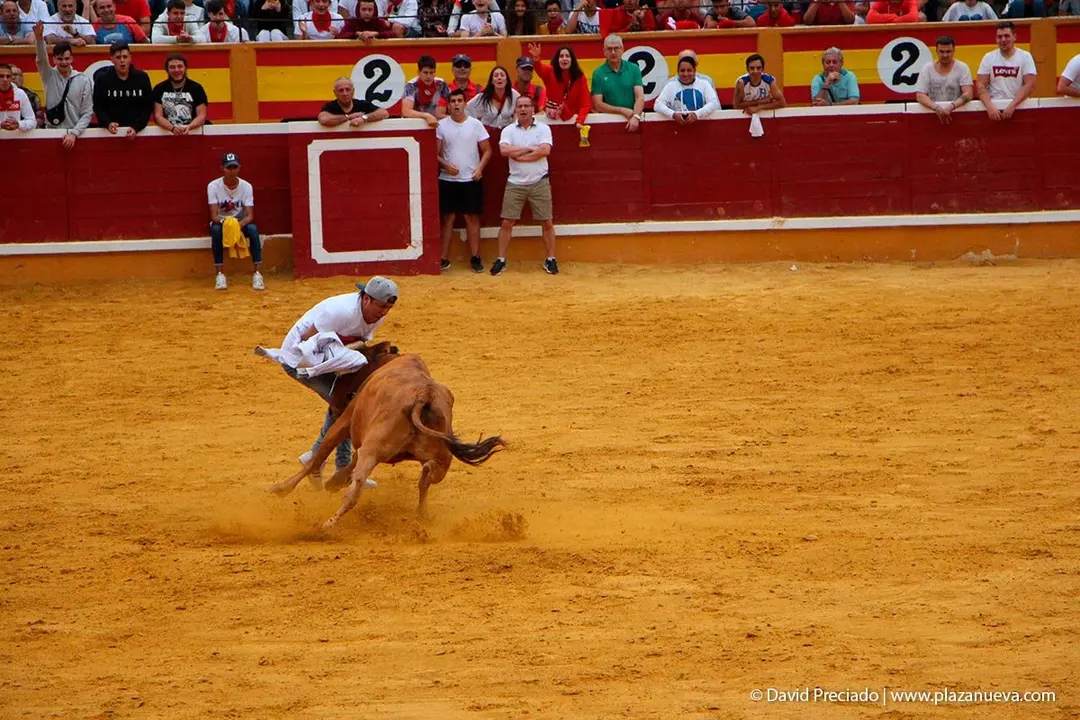 Fiestas de Tudela &rsquo;19, d&iacute;a 27 - Encierro y vacas en la plaza 22