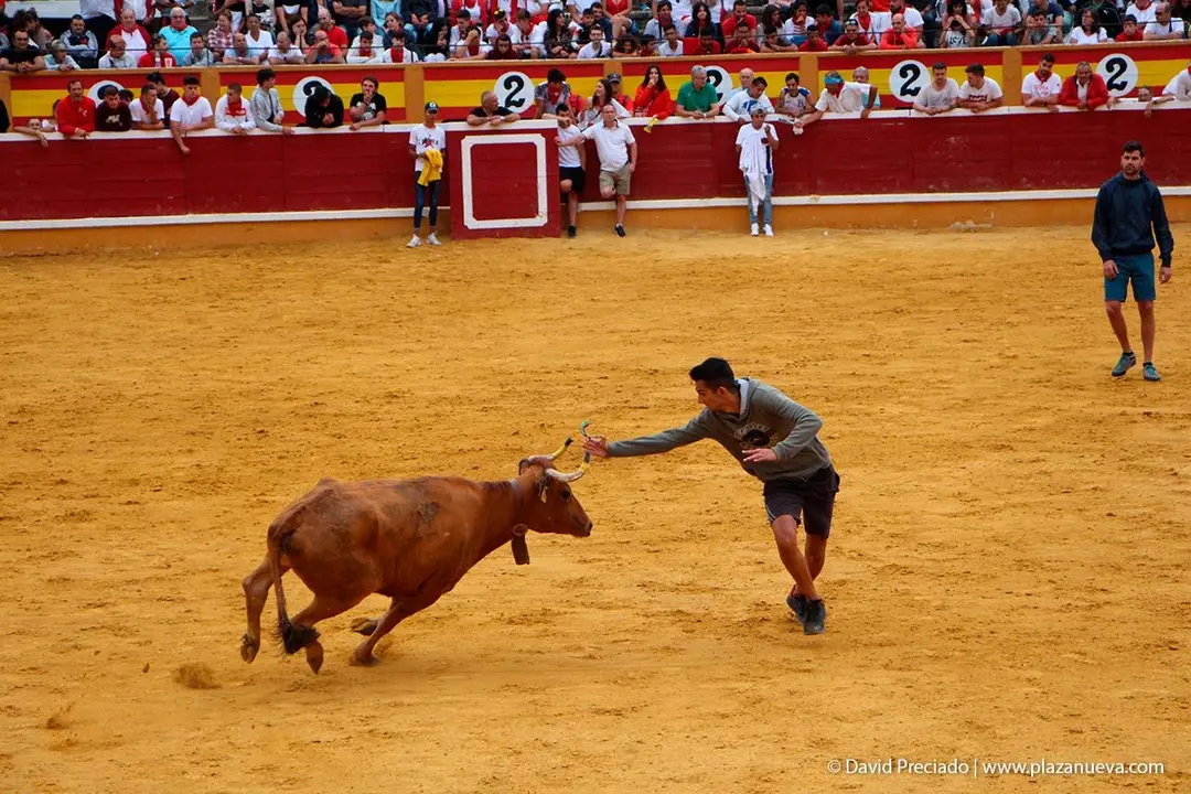 Fiestas de Tudela &rsquo;19, d&iacute;a 27 - Encierro y vacas en la plaza 23