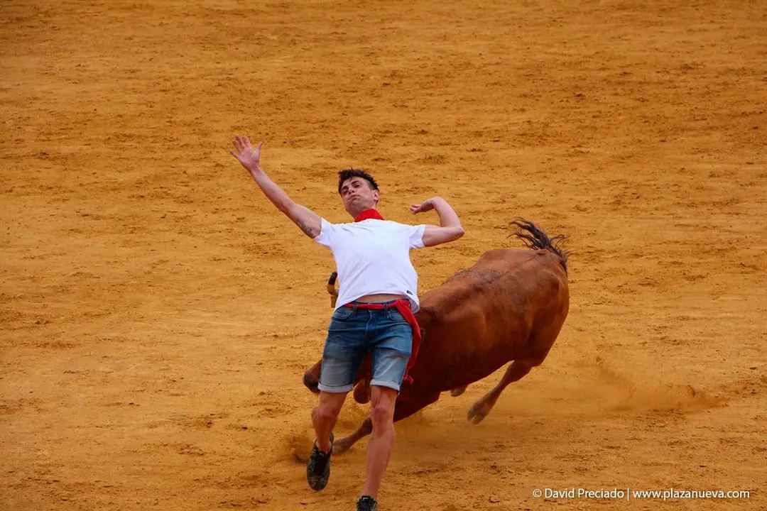 Fiestas de Tudela &rsquo;19, d&iacute;a 27 - Encierro y vacas en la plaza 24