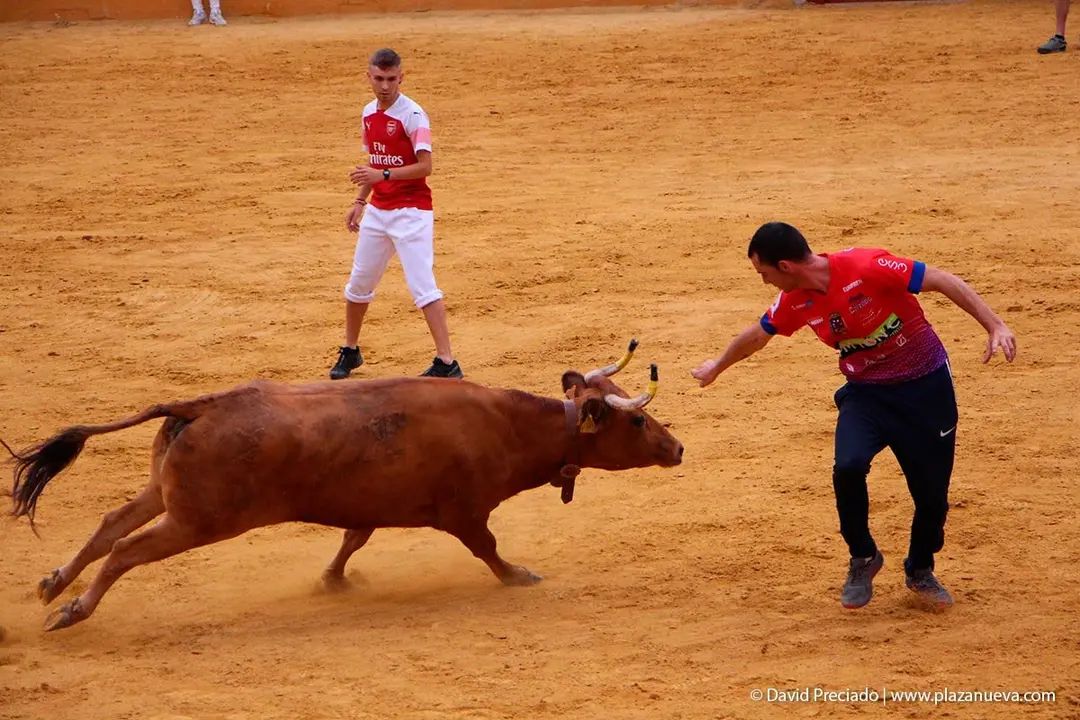 Fiestas de Tudela &rsquo;19, d&iacute;a 27 - Encierro y vacas en la plaza 26