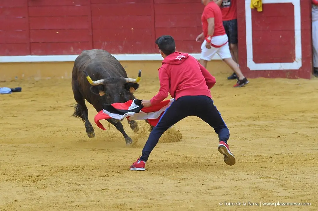 Fiestas de Tudela &rsquo;19, d&iacute;a 27 - Encierro y vacas en la plaza 27