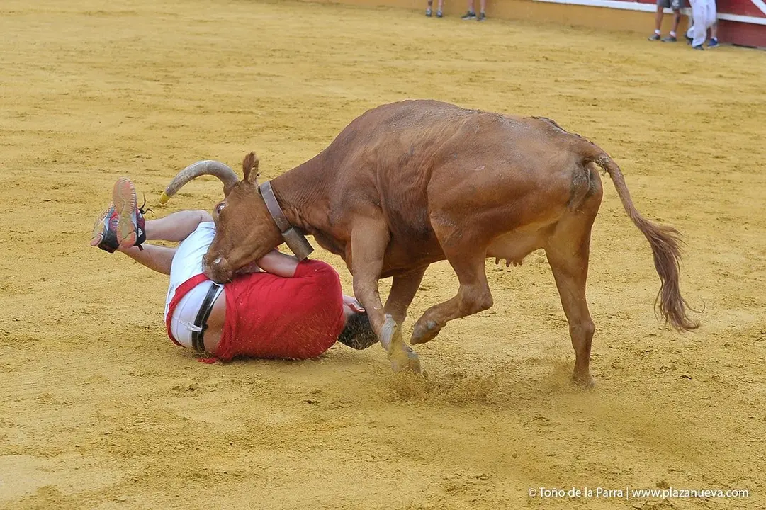Fiestas de Tudela &rsquo;19, d&iacute;a 27 - Encierro y vacas en la plaza 28